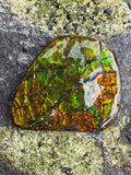 Dragon Mail - 139.5 Ct Canadian Ammolite