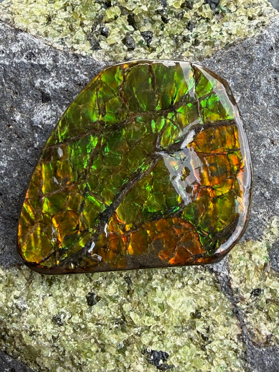 139.5 Ct Canadian Ammolite 