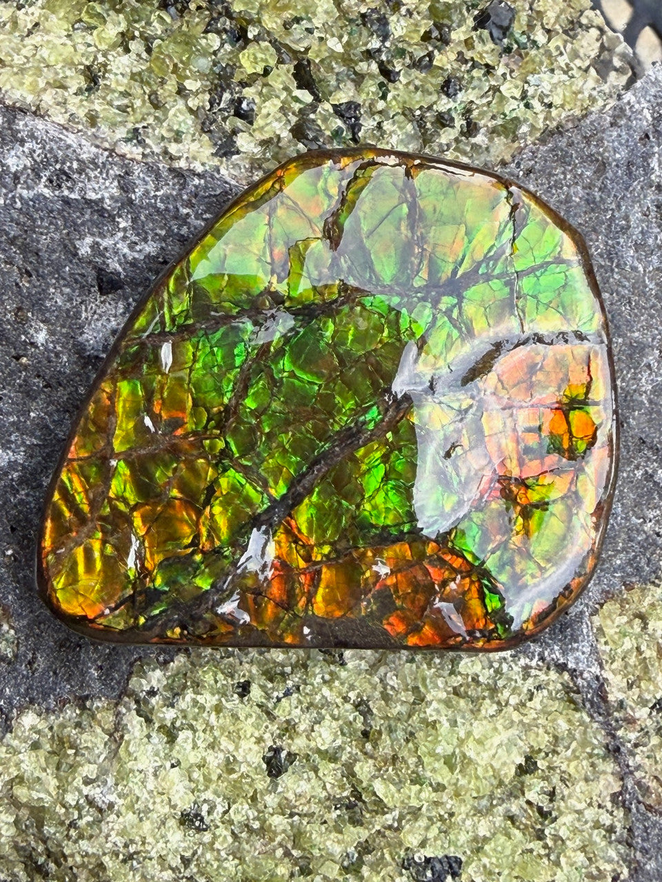 139.5 Ct Canadian Ammolite 