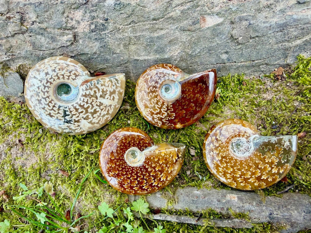 Collection of 4 x AAA Suture Pattern Moroccan Ammonites. 