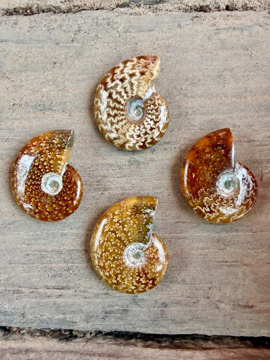 AAA Suture Pattern Moroccan Ammonite - Fossil