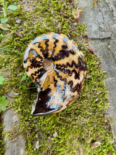 Moroccan Pyritized Suture Patterned Ammonite - Fossil