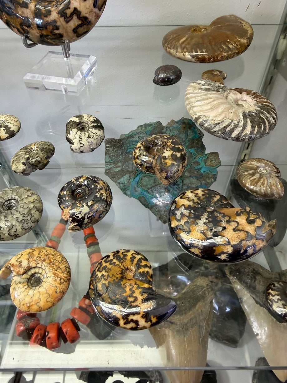 Antique Collection of Fossilized Moroccan Ammonites 