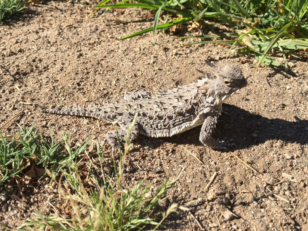 Horned Lizard - Melling Ranch Northern Baja Mexico - May 2017