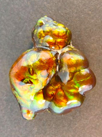 Nautilus - Arizona Fire Agate - 10 ct