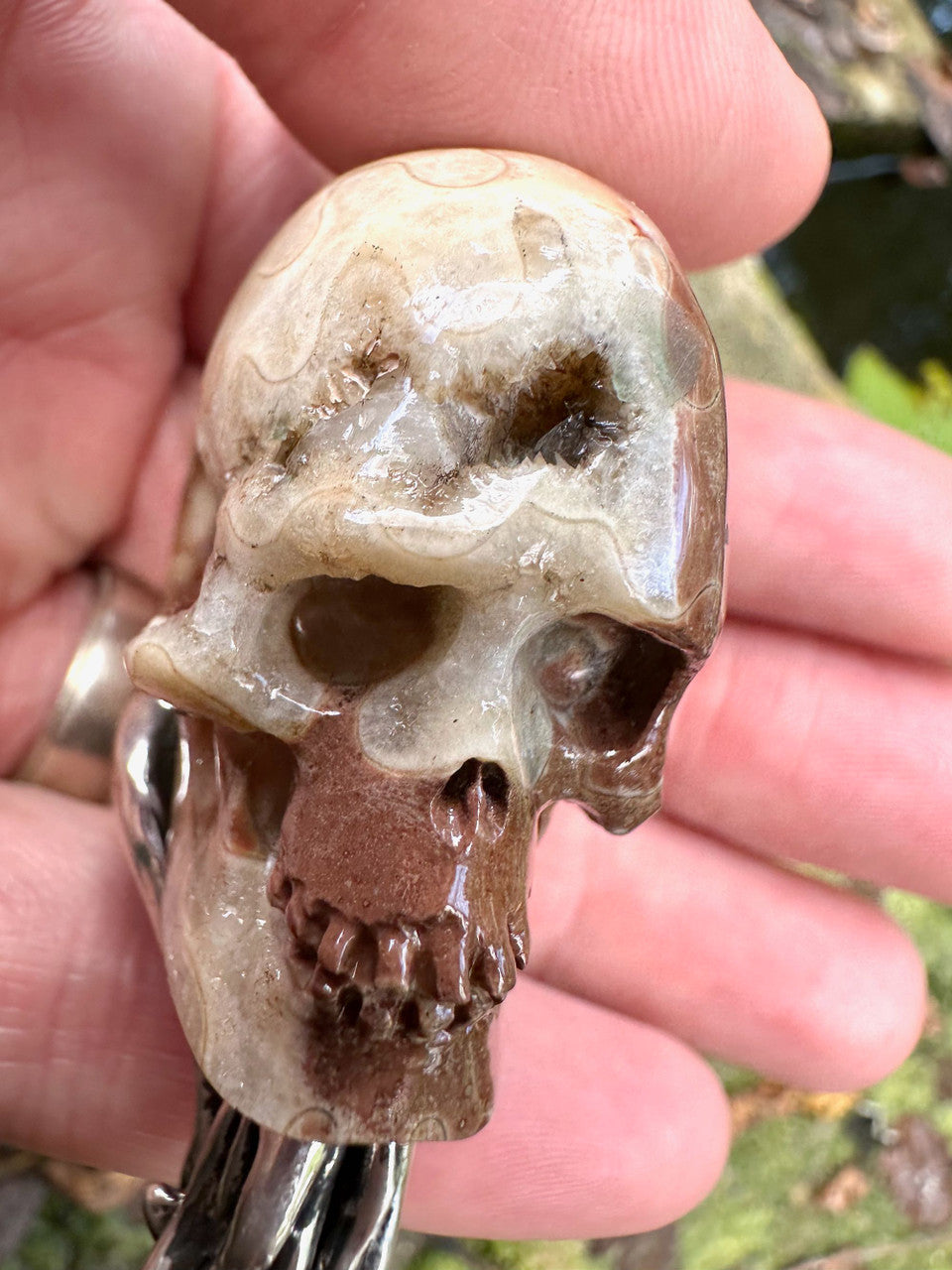 Timor Skull Ammonite - Silver