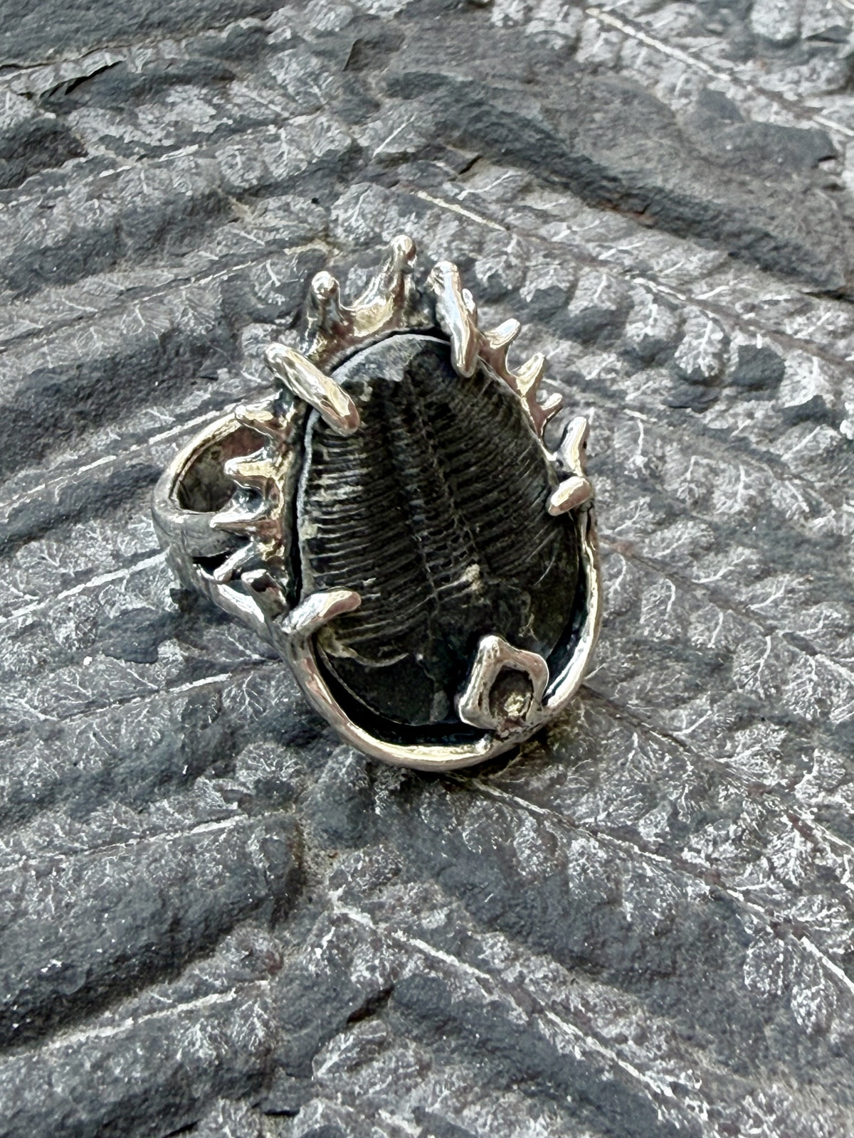 Genuine Trilobite Fossil Ring - Sterling Silver