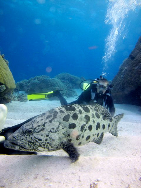 Photo of my son taken diving in "Cod Hole" off of the Australian Great Barrier Reef.